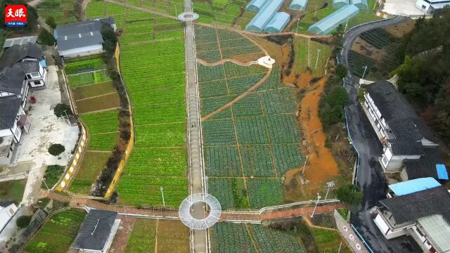 党建引领兴产业!贵州湄潭“幸福农场”耕耘“田园梦”