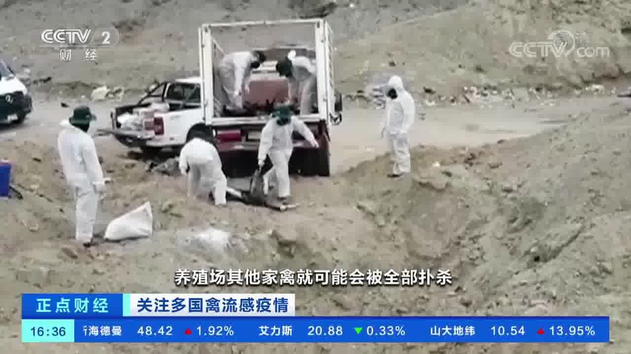 关注多国禽流感疫情 禽流感暴发 大批秘鲁鹈鹕死亡