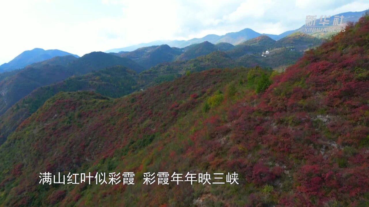 重庆巫山红叶进入最佳观赏期