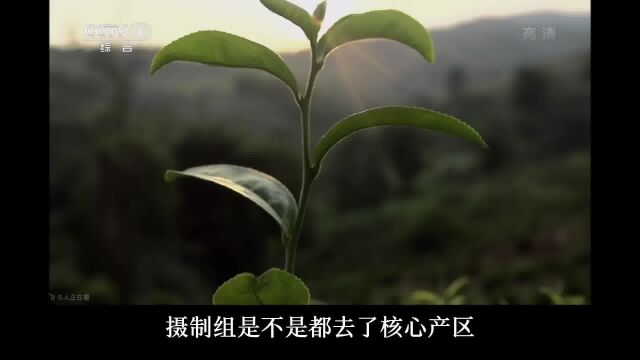 《茶,一片树叶的故事》细节解读04