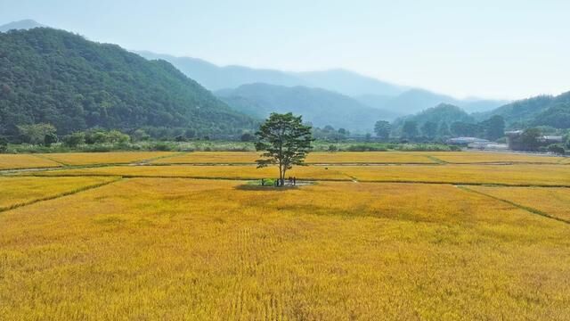 这个季节居然还有金黄色的稻田,犹如黄金般的地毯 #稻谷 #稻田风光美如画