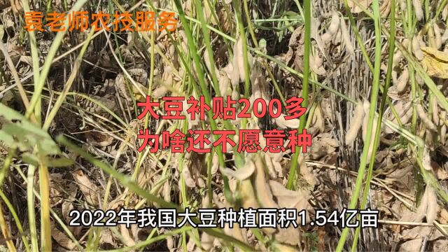 种大豆一亩补贴200多元,为啥农民还不愿意种,原因都在这