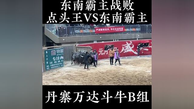 云南丘北点头王VS宏森驾校东南霸主,两大名牛精彩对决 #东南霸主 #东南霸主牛王 #点头王 #点头王牛王 #牛王争霸赛