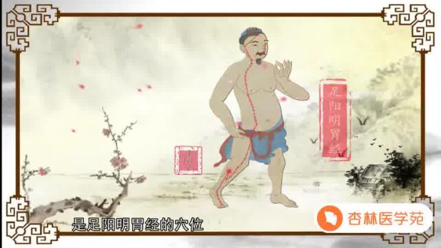 052【胃经】52.丰隆穴—化痰祛湿的特效穴