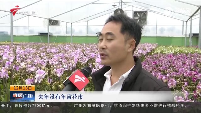 佛山:年花销售旺季提前开启 价格较往年略涨