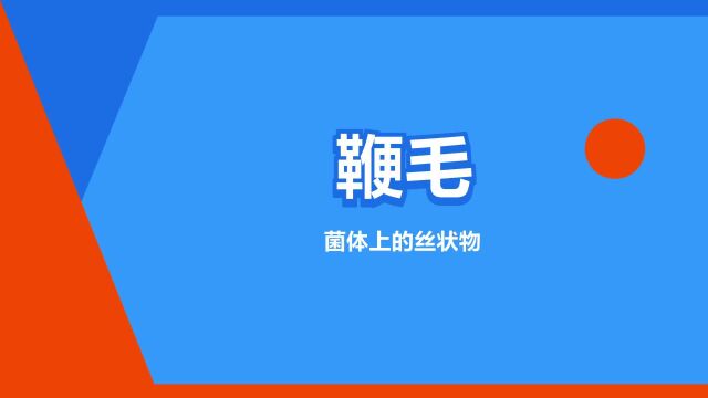 “鞭毛”是什么意思?