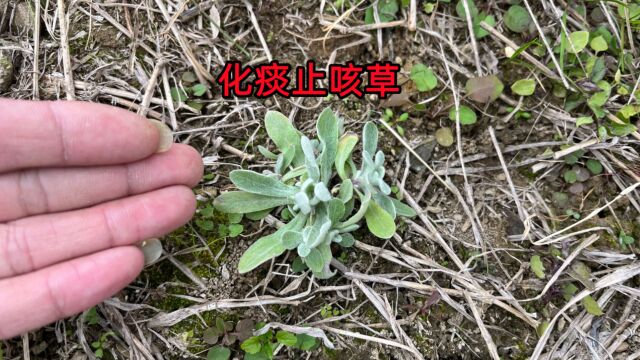 农村田埂旁边长的“化痰止咳草”,它用途特别强大,赶紧认识一下