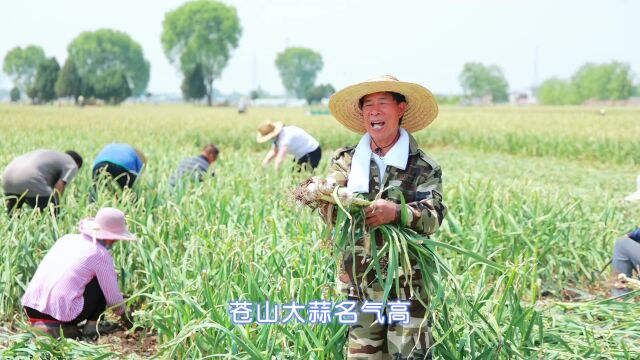 我为家乡农产品代言:苍山大蒜