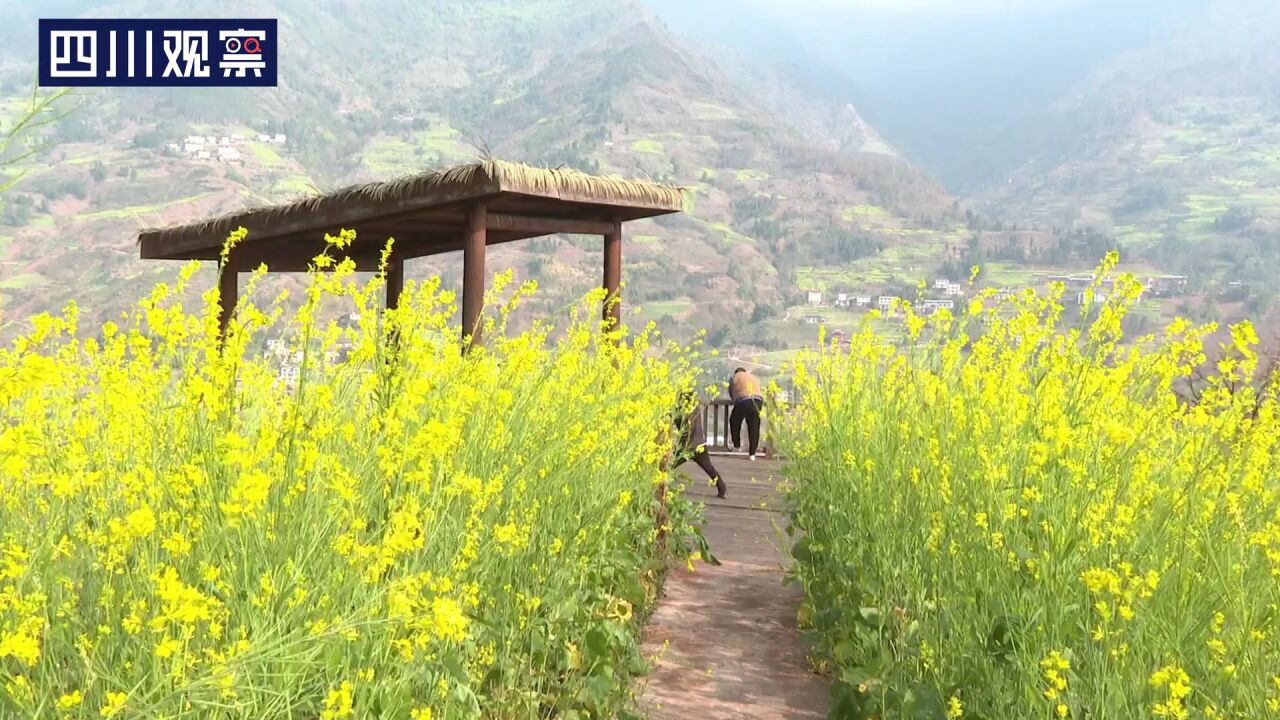 宜宾屏山:油菜花已开 邂逅“川南最早的春天”