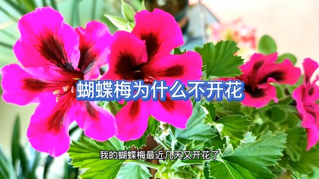 蝴蝶梅不开花的原因