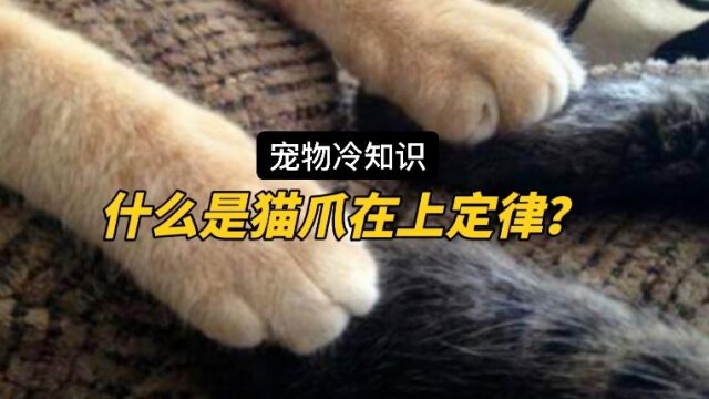 什么是猫爪在上定律?