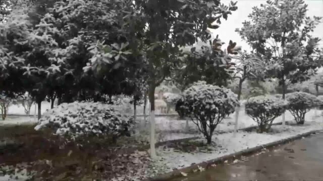 小区院内拍的新年第一场雪,