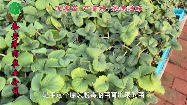 2023年脱毒宁玉草莓种苗涨势 根系发达 穴盘育苗