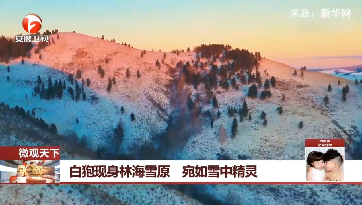 内蒙古呼伦贝尔:白狍现身林海雪原,宛如雪中精灵