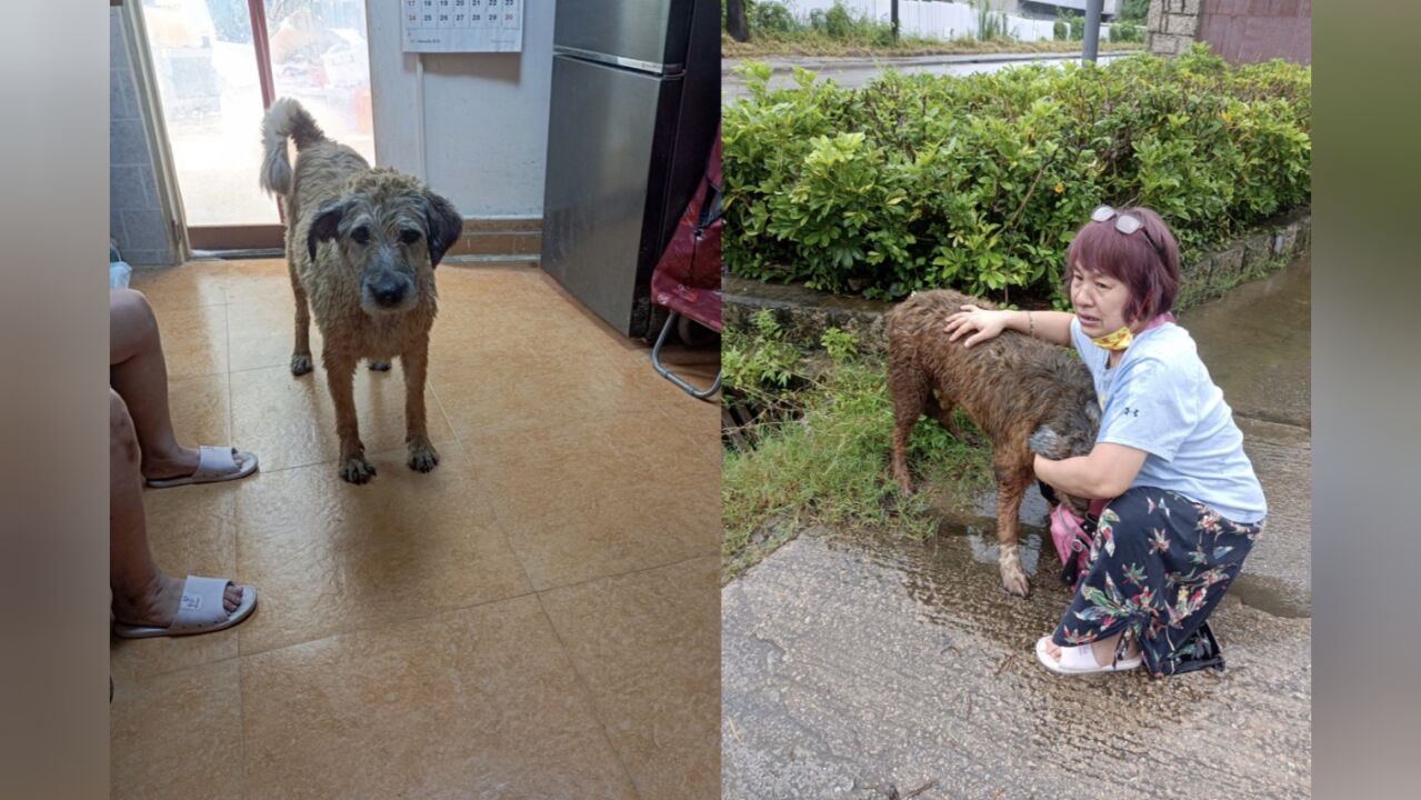 香港一小狗大暴雨期间被冲走,时隔半月自行回家,主人:为找它差点把老命搭上,还有一只未回