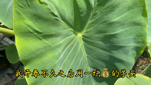 花1块钱买的芋头,楼顶种植出4大盆,种植管理简单省心无虫害