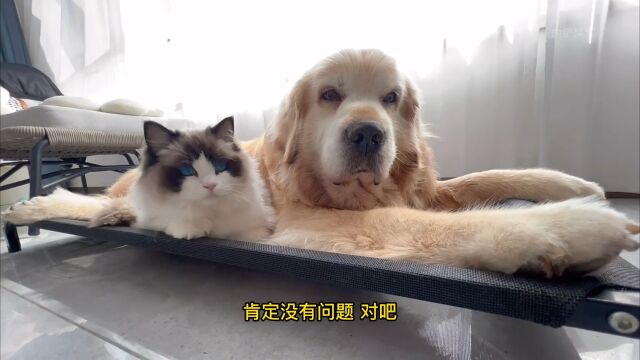 盘点三大善良之犬中大型犬篇,你我皆可拥有的宠物犬