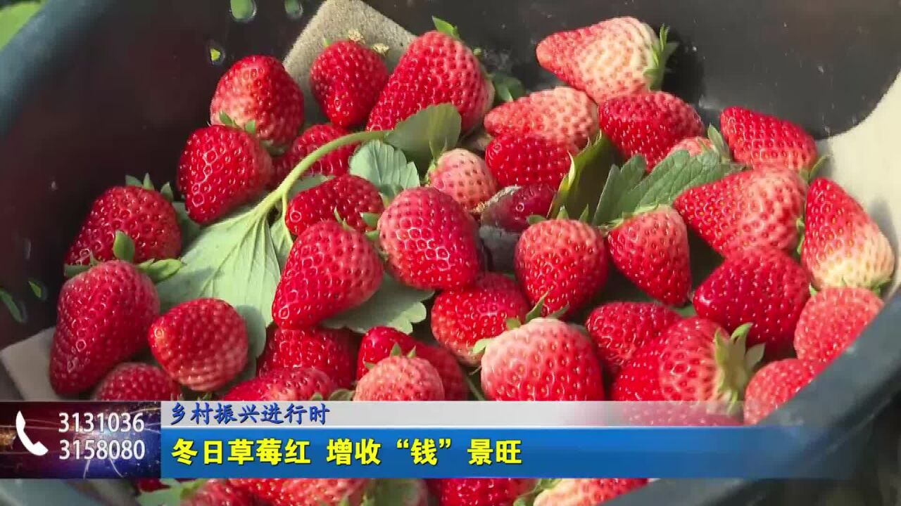 乡村振兴进行时 冬日草莓红 增收“钱”景旺