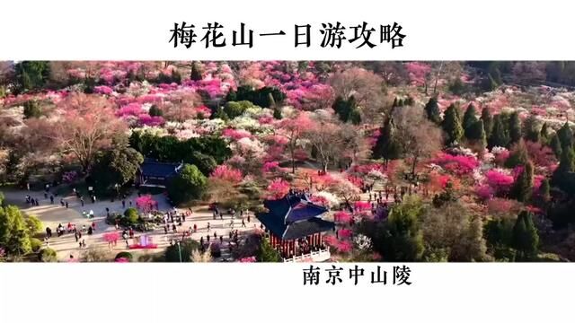 明孝陵的梅花开了 给你们准备了一份中山陵踏春赏梅一日游攻略记得收藏哦#梅开盛世魅力南京 #周末溜娃好去处 #南京春季赏花地图