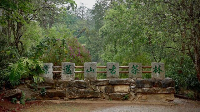 云南茶旅|3~4月春茶季最值得奔赴的目的地—景迈山