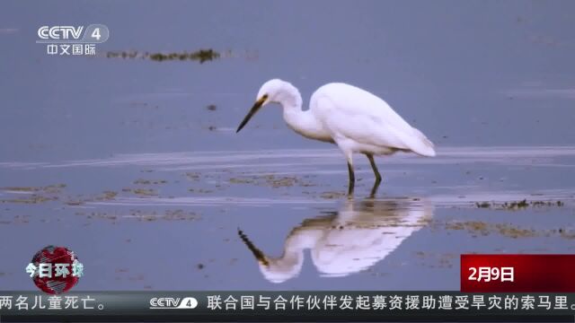 云南滇池湿地鸟类达175种6万多只