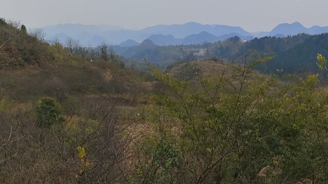 山河亲点大路边的黄花地,窝中起乳开窝结地,前砂圆抱朝案层层,