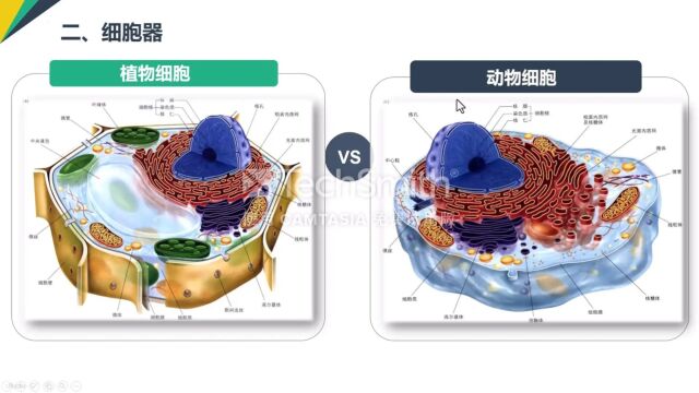 开元中学结业考试生物——细胞结构专题讲解