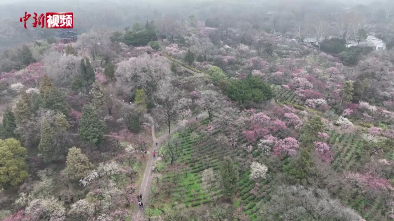 航拍南京梅花山:初春赏梅最佳时