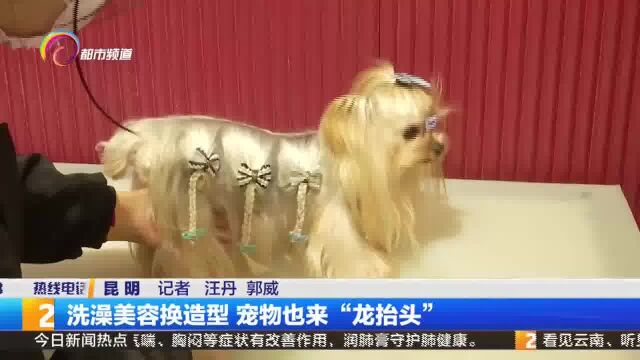 洗澡美容换造型 宠物也来“龙抬头”