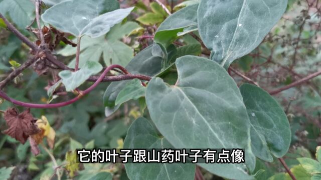 何首乌是古代传说中“四大仙草”之一,其实在农村随处可见,你认识么