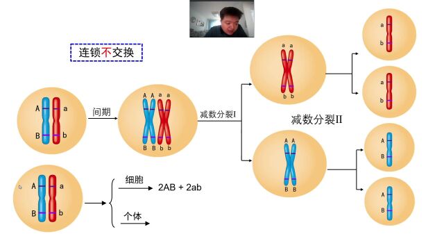 基因在染色体上(65)遗传规律的现代解释(连锁、交换)