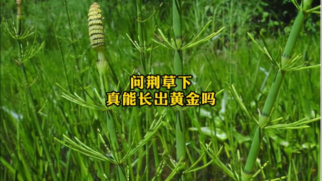 你有见过这种草吗?