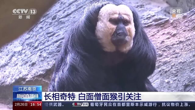 江苏南京 长相奇特 白面僧面猴引关注