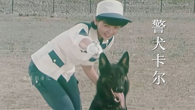 88年引进电视剧《警犬卡尔》,当年你养过一只名叫“卡尔”的狗吗