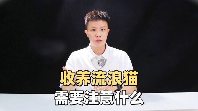 收养流浪猫需要注意什么?看完点个赞哦