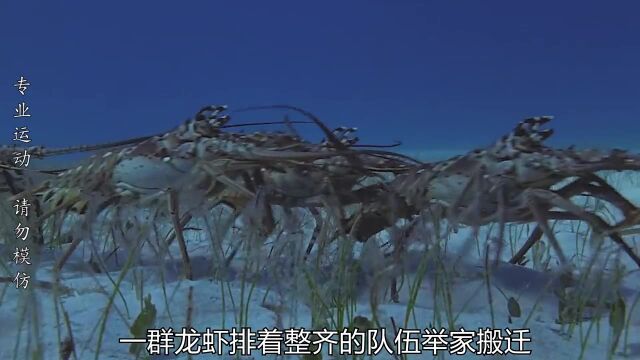 海底见到龙虾排队走,超震撼