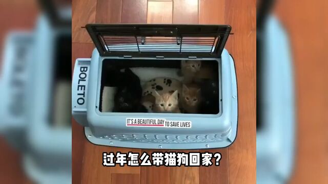 怎么自己带宠物坐火车坐飞机?宠物托运全攻略#宠物救助#宠物科普