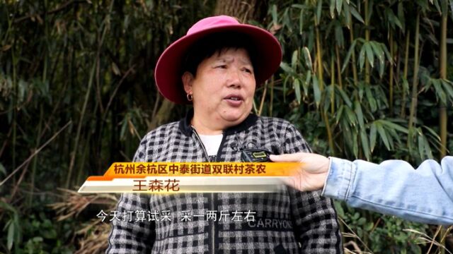 浙江多地春茶陆续开采 长兴头茬“紫笋茶”3800元一斤