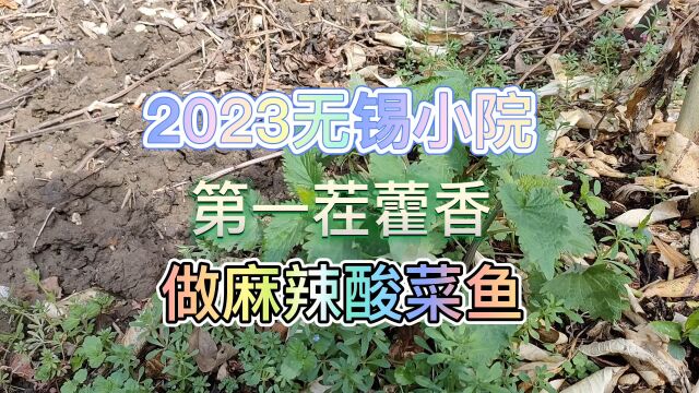 2023无锡小院,第一茬藿香,做麻辣酸菜鱼