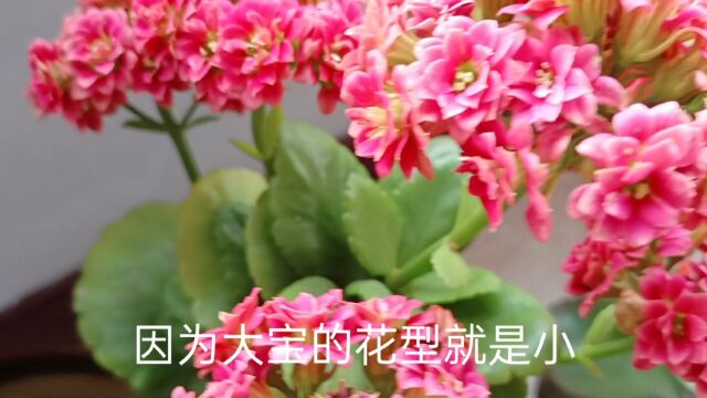 超级漂亮大花球长寿花!