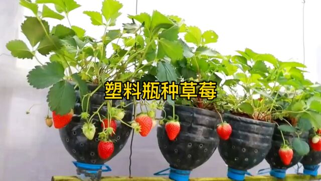 用塑料瓶就能种草莓,方法简单,一学就会,赶快回家试试吧