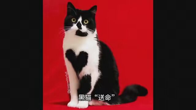 民间故事—黑猫送命 #民间故事