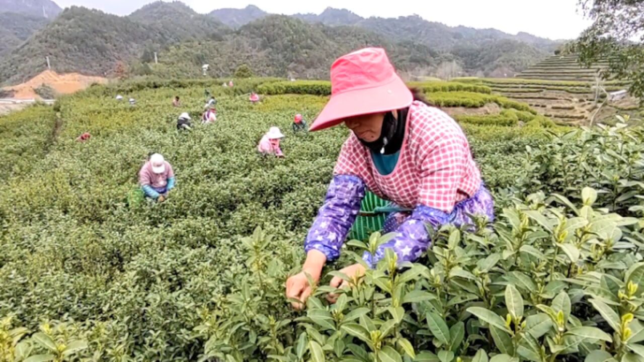 淳安千岛湖茶叶良种场基地的龙井43开采啦!