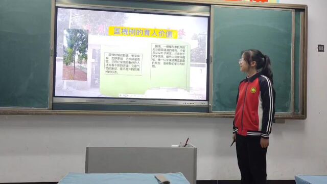 李寨中学校园树木 国槐