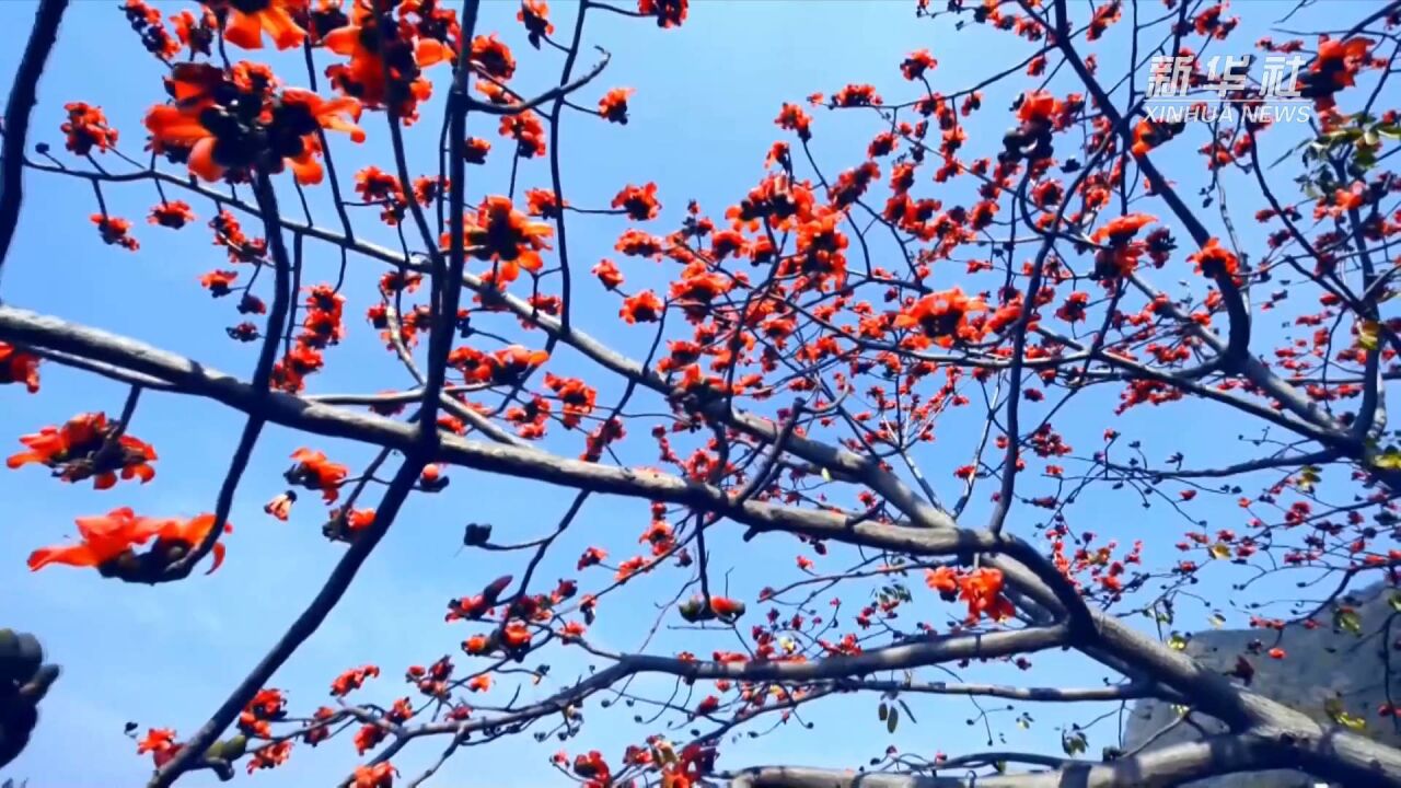 新华视点|木棉花开“零碳村”