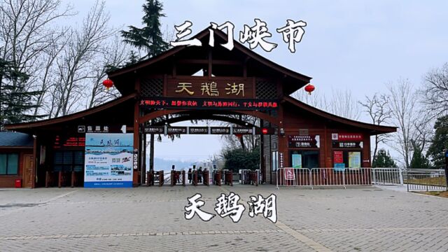 河南省三门峡市,天鹅湖国家城市湿地公园,里面天鹅挺多的