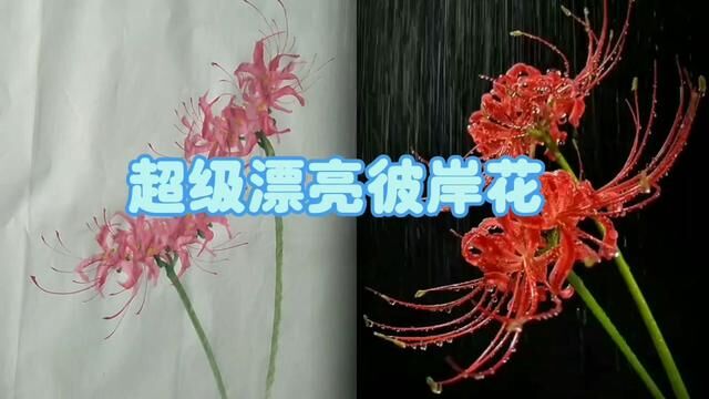 如此漂亮又简单的彼岸花,赶紧试试吧! #曼珠沙华彼岸花 #国画教程 #国画艺术 #写意花鸟 #学国画 #学国画的入门教程