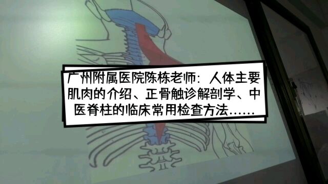 广州附属医院陈栋老师:人体主要肌肉的介绍、正骨触诊解剖学、中医脊柱的临床常用检查方法......