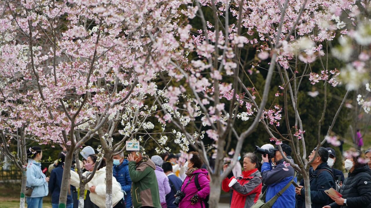 早樱绽放!玉渊潭公园春季花卉联展明日开启