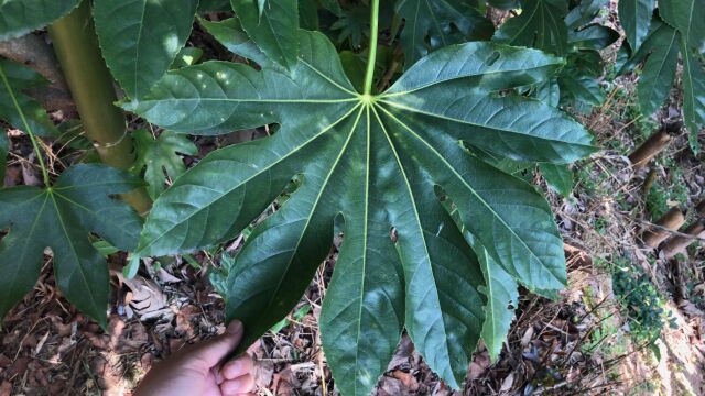 “八角金盘”原来有这么好的用途!难怪深受大家都喜欢,你知道吗?